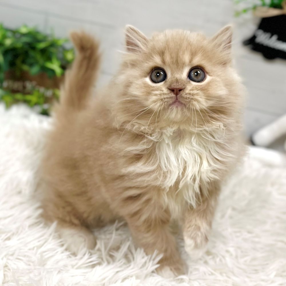 わんちゃんねこちゃん大集合🐾新入生紹介!! ペットショップ犬の家猫の